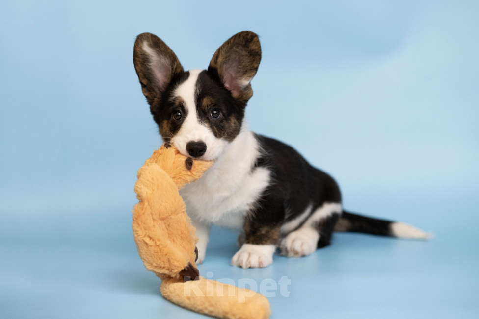 Собаки в Санкт-Петербурге: Щенок Вельш Корги Кардиган  Мальчик, Бесплатно - фото 3