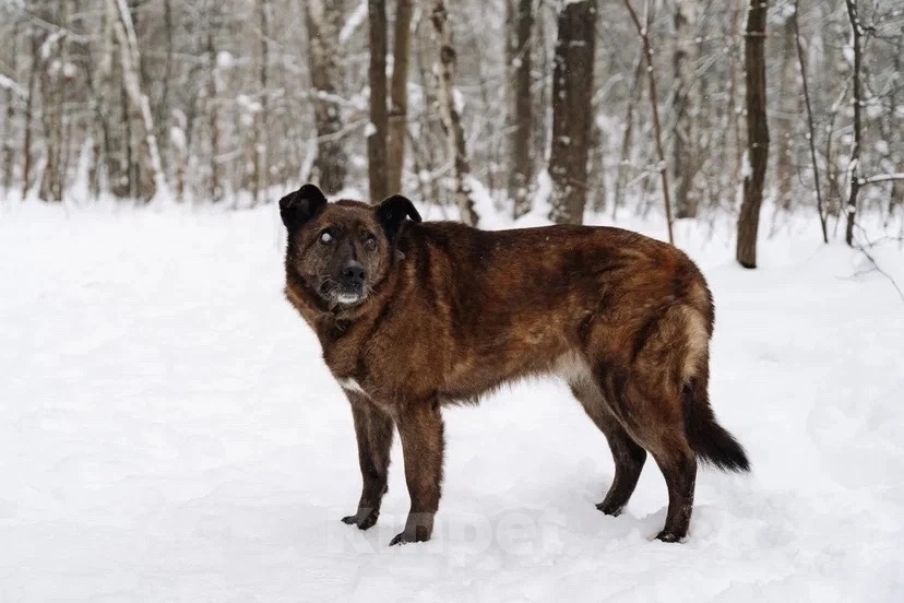 Собаки в других городах Московской области: Москва и МО. Тайра ищет дом Девочка, Бесплатно - фото 9