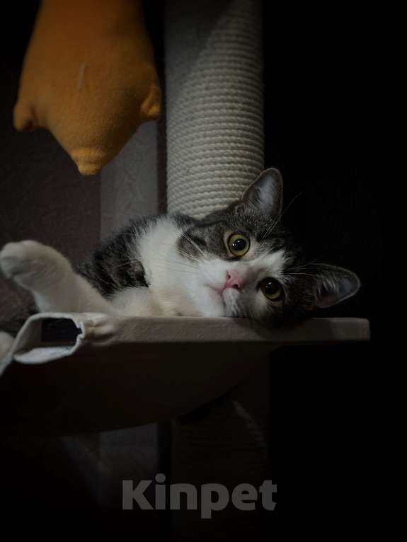 Кошки в Воронеже: Отдадим котика 1,3 года, в хорошие руки. Мальчик, Бесплатно - фото 1