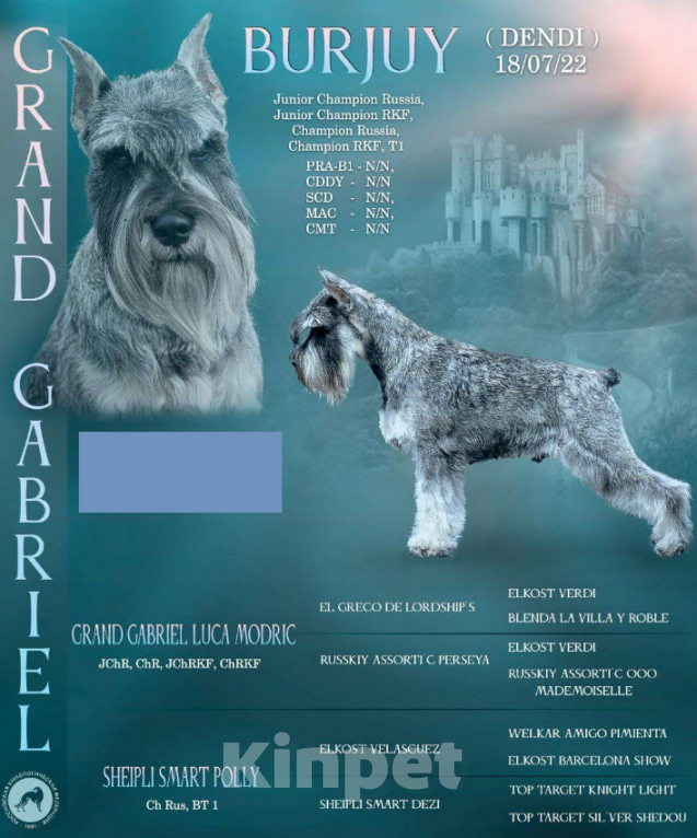 Собаки в Воронеже: Щенки цвергшнауцера Девочка, Бесплатно - фото 5