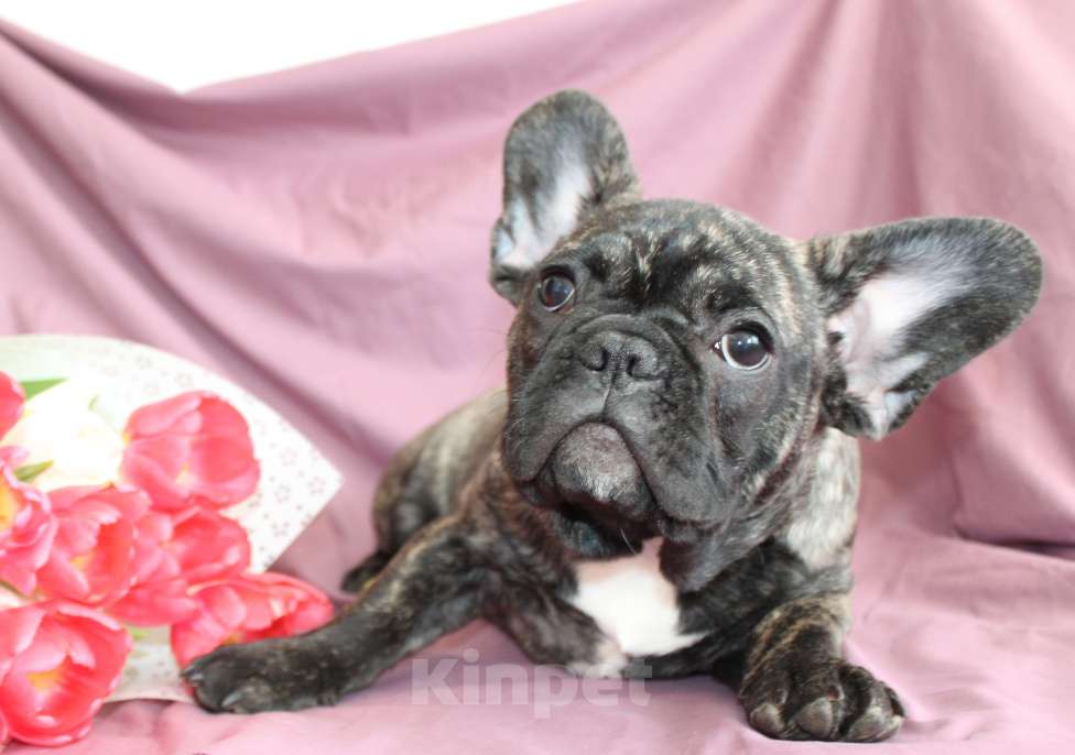 Собаки в Москве: Щенок французского бульдога Девочка, 45 000 руб. - фото 1