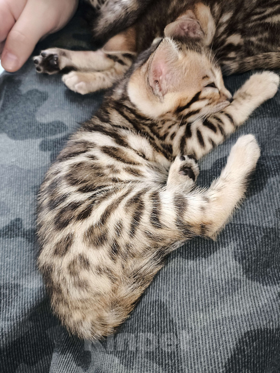 Кошки в Санкт-Петербурге: Бенгальские котята, девочки. Девочка, 20 000 руб. - фото 6