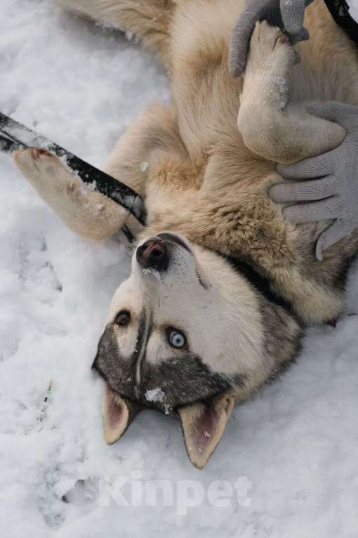 Собаки в Санкт-Петербурге: Красавец хаски Форест из приюта Мальчик, Бесплатно - фото 7