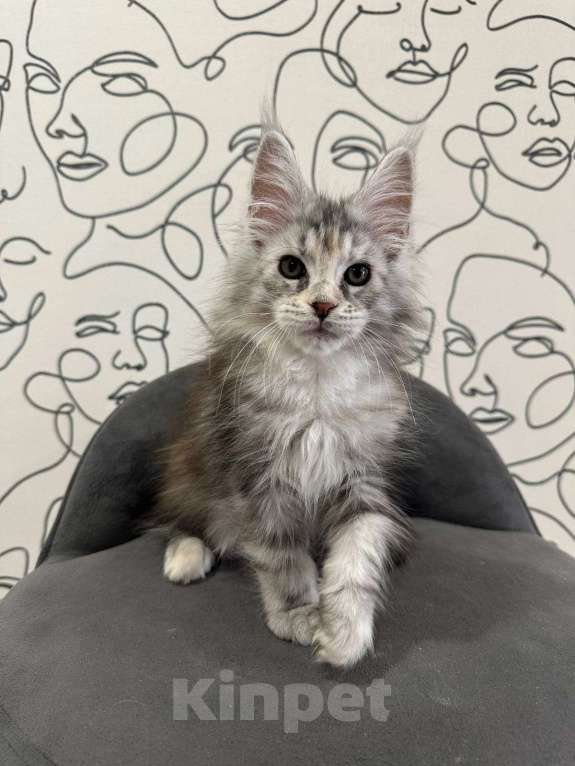 Кошки в Нижнем Новгороде: Котенок породы Мейн-кун Мальчик, Бесплатно - фото 1