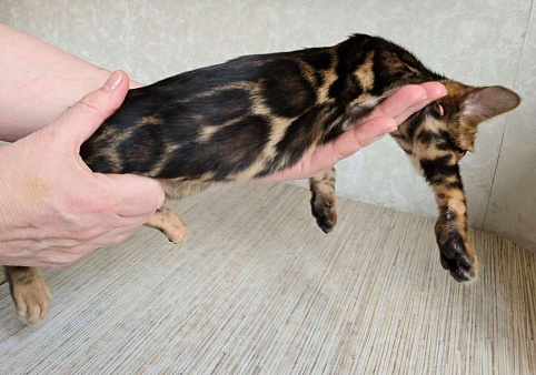 Клубные бенгальские котята