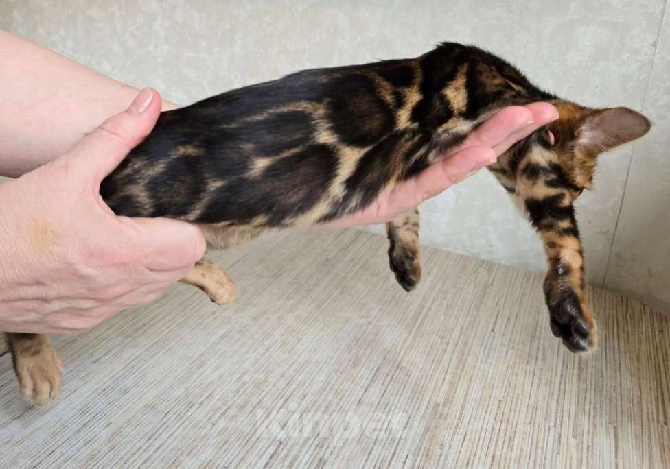 Кошки в Москве: Клубные бенгальские котята Мальчик, 65 000 руб. - фото 1