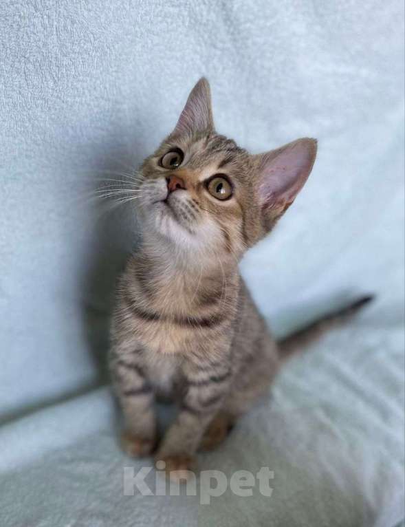 Кошки в Москве: Маленький котенок Мультяшка ищет дом Девочка, Бесплатно - фото 2