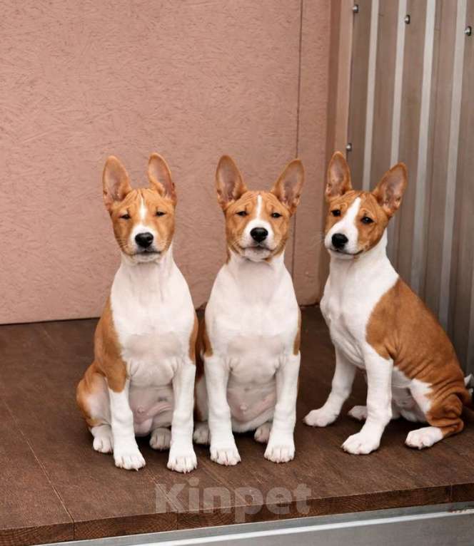 Собаки в Севастополе: Мальчики басенджи Мальчик, Бесплатно - фото 3