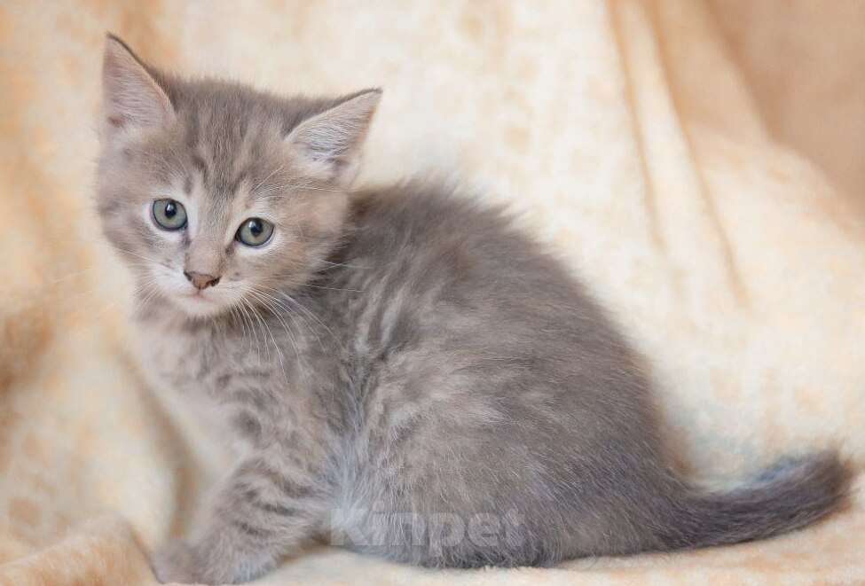 Кошки в Москве: Маленькие котята в добрые руки Мальчик, Бесплатно - фото 4