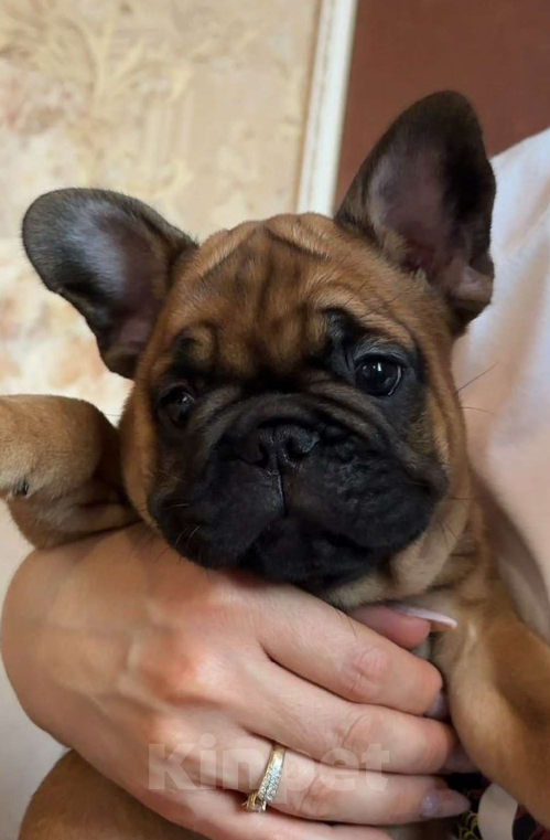 Собаки в Краснодаре: Вязка Арчи Мальчик, Бесплатно - фото 4