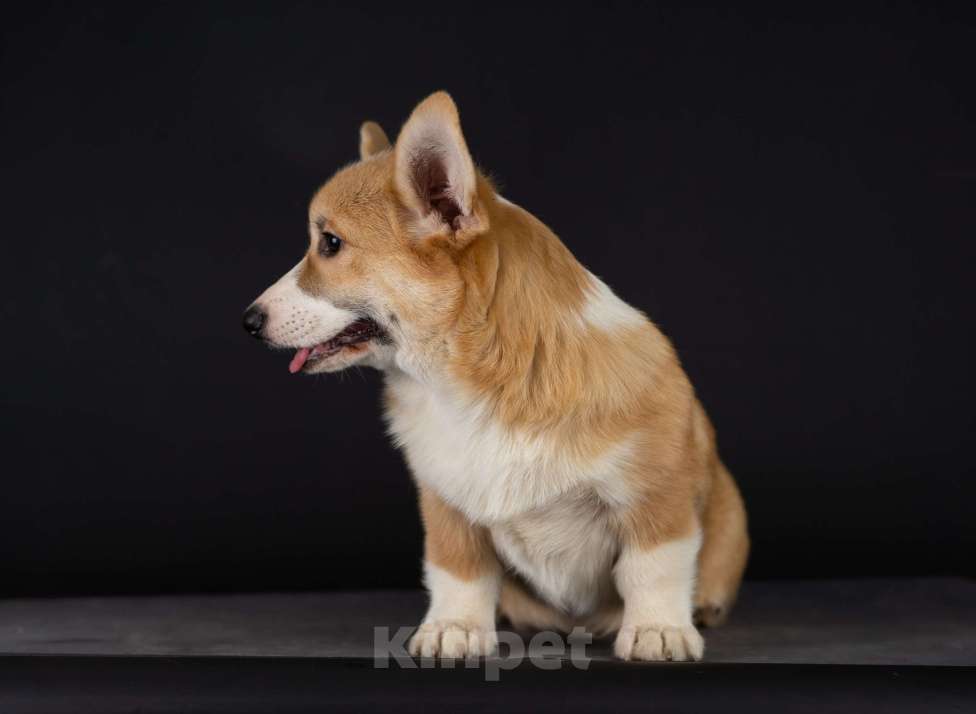 Собаки в Пензе: Юнона Девочка, Бесплатно - фото 2