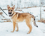 Собаки в Сергиеве Посаде: Гермиона в добрые руки  Девочка, Бесплатно - фото 1