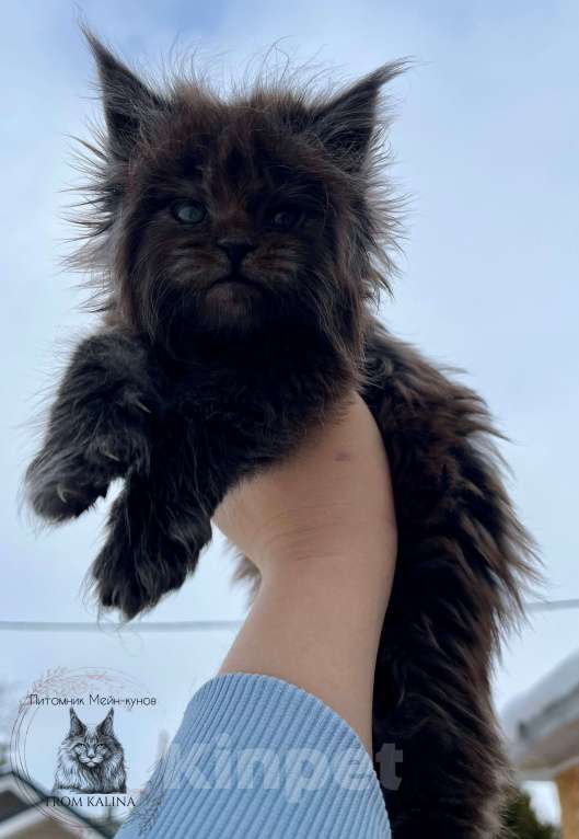 Кошки в Санкт-Петербурге: Котик черный дым Мальчик, 100 000 руб. - фото 4
