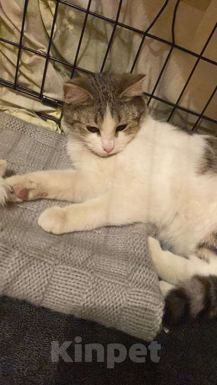 Кошки в Москве: Машенька Девочка, Бесплатно - фото 3