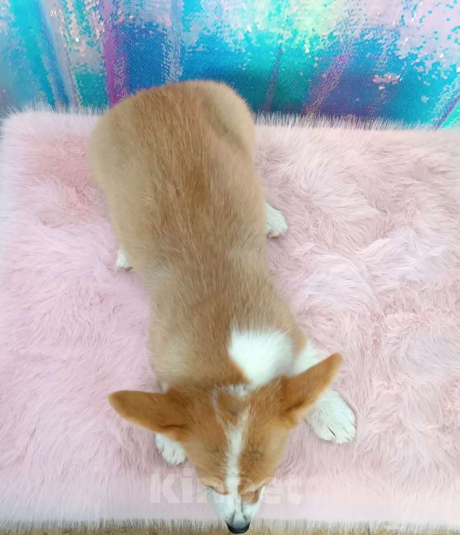 Собаки в Минеральном Воде: Щенок корги Мальчик, 40 000 руб. - фото 5