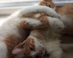 Кошки в Москве: Два котика легче воспитывать, чем одного Мальчик, 500 руб. - фото 5