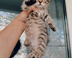 Кошки в Дмитрове: Котенок Мальчик, Бесплатно - фото 1