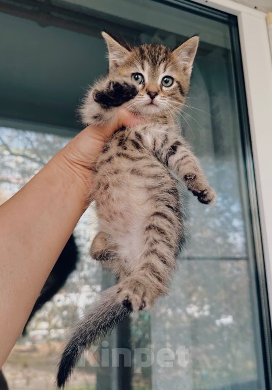 Кошки в Дмитрове: Котенок Мальчик, Бесплатно - фото 1