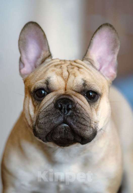 Собаки в Новосибирске: Французский прину Мальчик, 80 000 руб. - фото 2