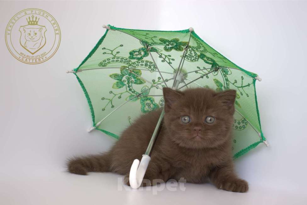 Кошки в Люберцах: Британский котенок Мальчик, 90 000 руб. - фото 1