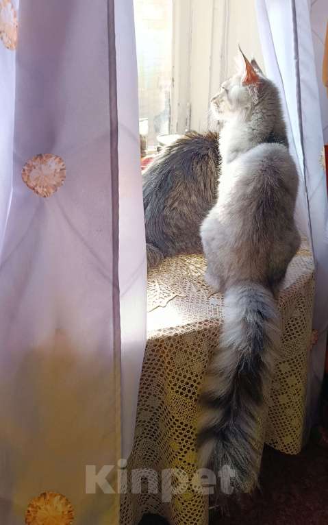 Кошки в Москве: Котенок Мейн кун. Мальчик, 60 000 руб. - фото 4