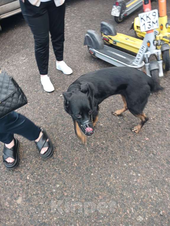 Собаки в Мытищах: Потерялась собака с намордником, хозяин отзовись Девочка, Бесплатно - фото 5