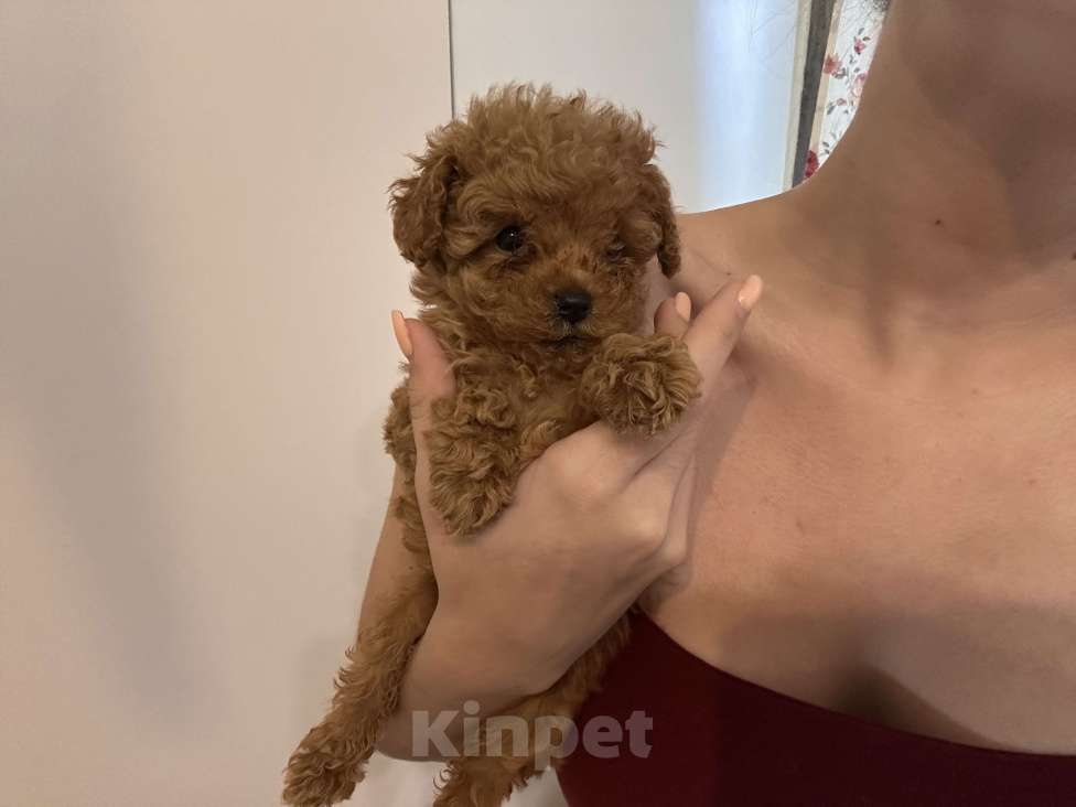 Собаки в Москве: Мальтипу микро Девочка, 110 000 руб. - фото 3