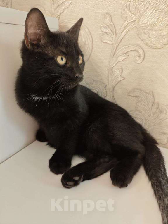 Кошки в Москве: Чёрный котёнок ищет семью Мальчик, 50 руб. - фото 7