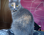 Кошки в Москве: Кошка Дымка, 3 года Девочка, Бесплатно - фото 1