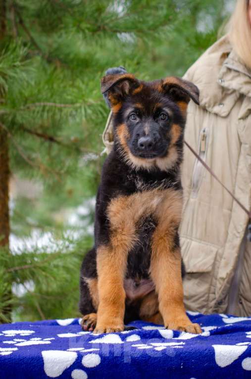 Собаки в других городах Московской области: Мальчик топ класса  Мальчик, 70 000 руб. - фото 2