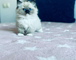 Кошки в Московском: котята рэгдолл Мальчик, 75 000 руб. - фото 6