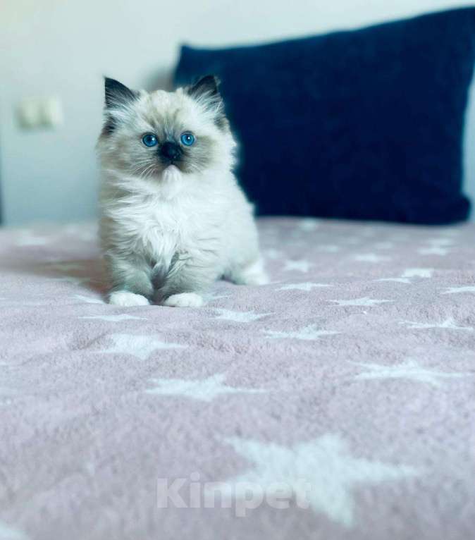 Кошки в Московском: котята рэгдолл Мальчик, 75 000 руб. - фото 6