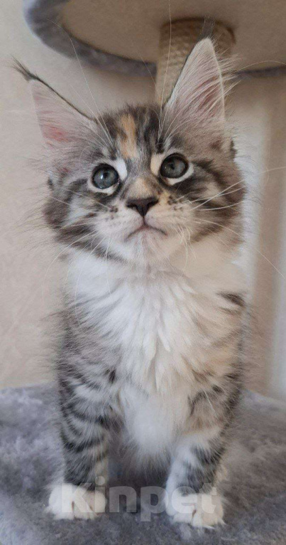Кошки в Геленджике: Продаётся котёнок мейн-кун, девочка, редкий окрас fs 03 24, из питомника EdenLight (Геленджик) Девочка, Бесплатно - фото 2
