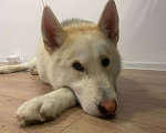 Собаки в Москве: Добрый друг для хорошего человека Мальчик, 1 руб. - фото 7