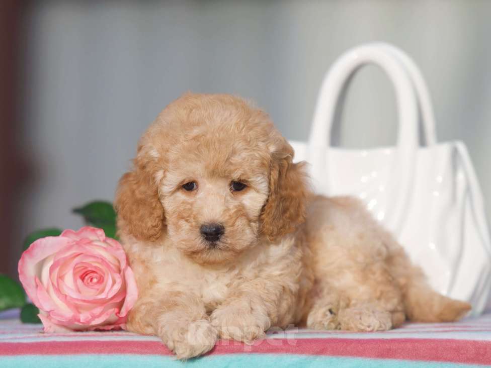 Собаки в Чехове: той пудель мальчик Мальчик, 35 000 руб. - фото 2