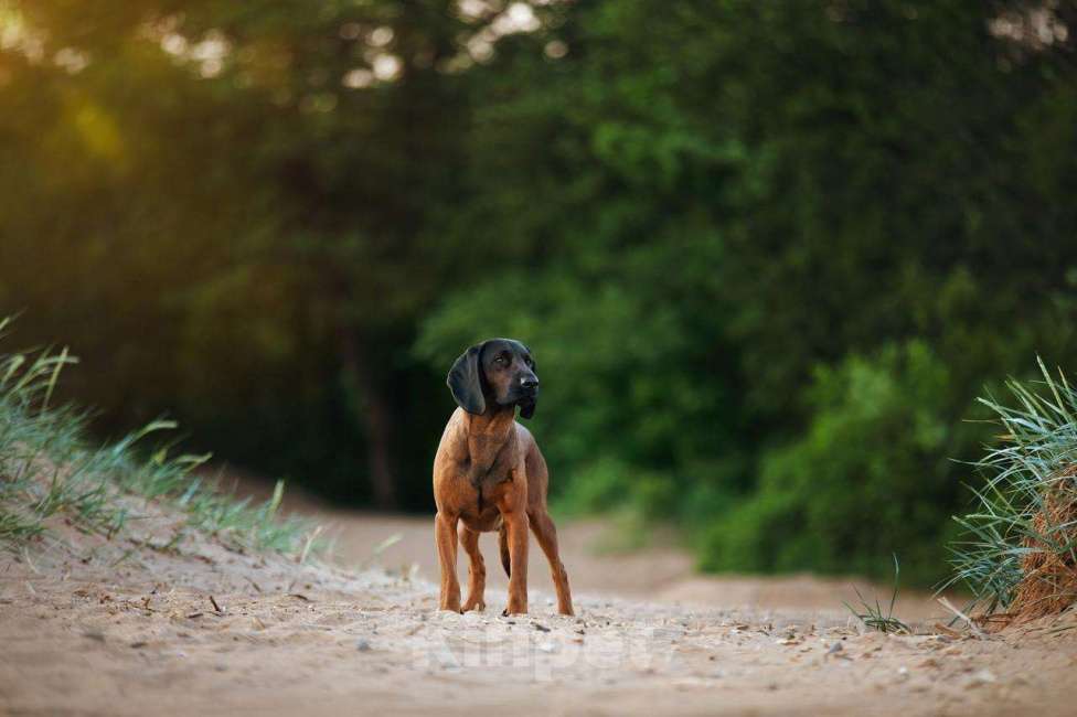 Собаки в Санкт-Петербурге: Щенок редкой породы Баварской горной гончей Мальчик, 80 000 руб. - фото 3