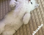 Кошки в Москве: Шотландский прямоухий Мальчик, Бесплатно - фото 4