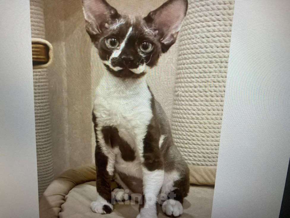 Кошки в Москве: Кот DRX титулованный (Маркус) Мальчик, 20 000 руб. - фото 2