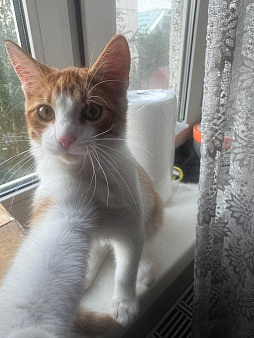 Отдам милого котенка в добрые руки
