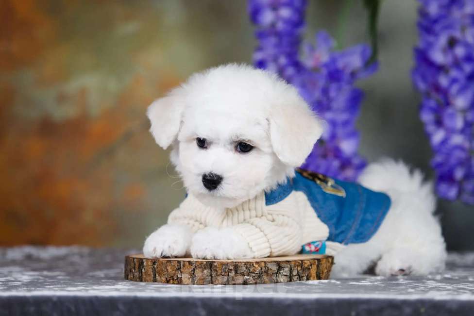 Собаки в Новосибирске: Мальчик. Бишон Фризе. Мальчик, 110 000 руб. - фото 6