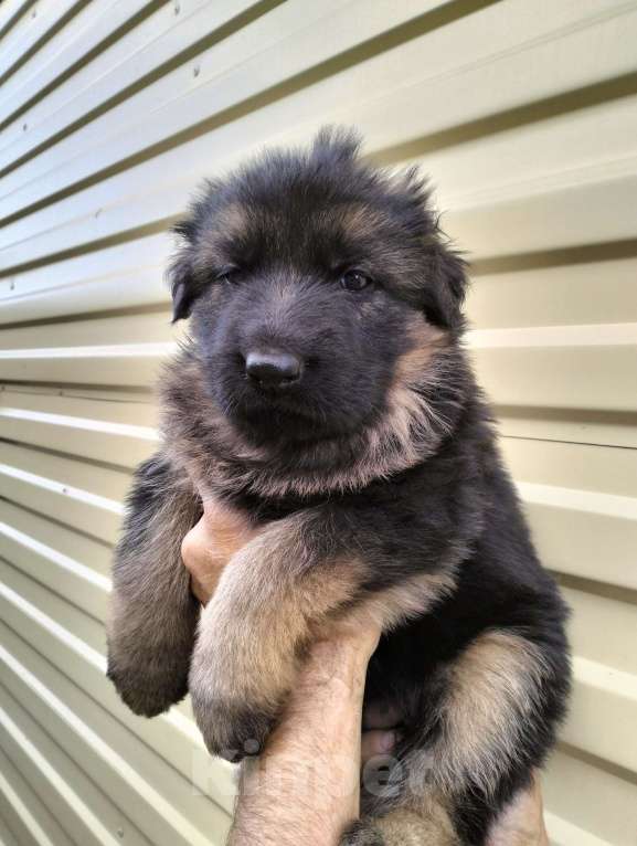 Собаки в других городах Красноярского края: Девочка Альмина Девочка, 40 000 руб. - фото 3