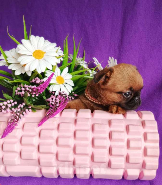 Собаки в Москве: Яркая девочка малого брабансона Девочка, 65 000 руб. - фото 2