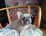 Собаки в Москве: Красивый мальчик французский бульдог. Мальчик, 60 000 руб. - фото 5