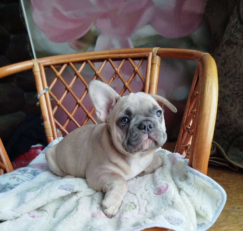 Собаки в Москве: Красивый мальчик французский бульдог. Мальчик, 60 000 руб. - фото 5