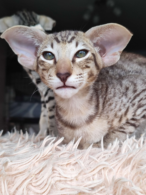Кошки в Санкт-Петербурге: Ориентальная кошечка Девочка, Бесплатно - фото 5