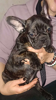 Мальчик Французский бульдог РКФ 