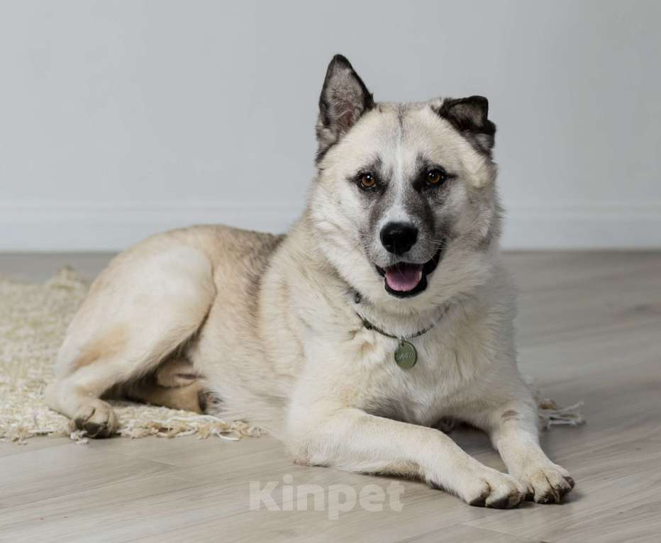 Собаки в Москве: Бинго Мальчик, Бесплатно - фото 2