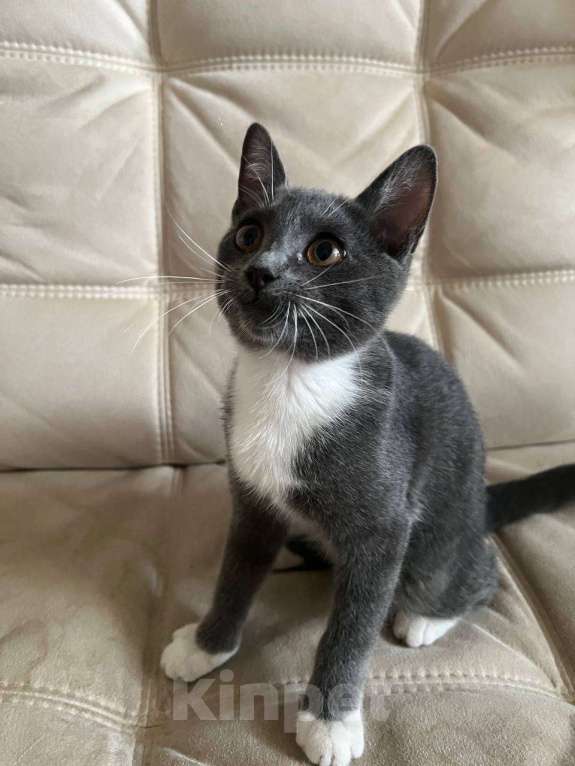 Кошки в Москве: Самый настоящий ребёнок - Мишелька в добрые руки  Девочка, Бесплатно - фото 2