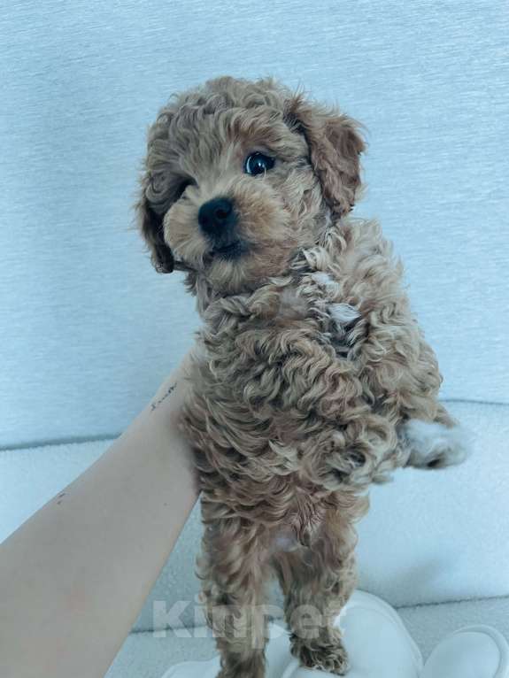 Собаки в Новокузнецке: Продам щенков мальтипу Разнополые, 90 000 руб. - фото 3