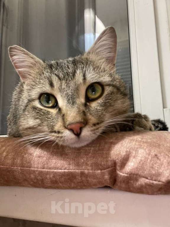 Кошки в Москве: Красивый и ласковый кот Арчи ищет семью Мальчик, 1 руб. - фото 3